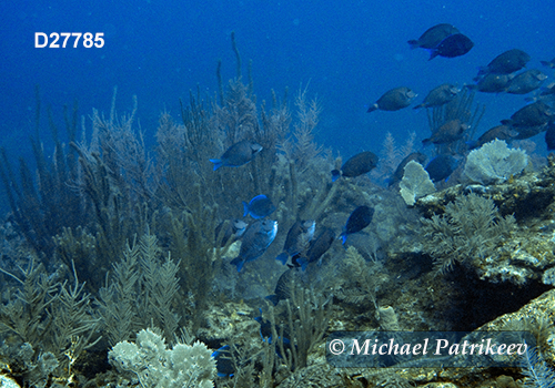 Doctorfish (Acanthurus chirurgus)